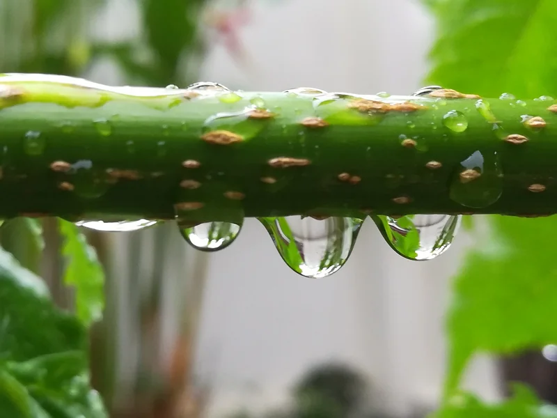 green water